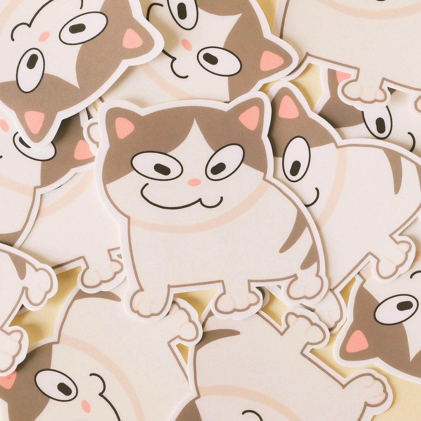 kitten with smug face